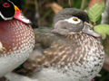 Wood Duck